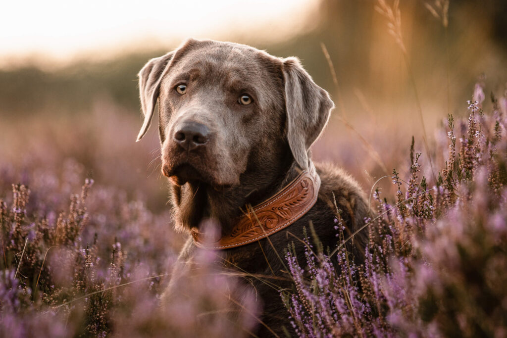 Hundefotograf Schleswig-Holstein