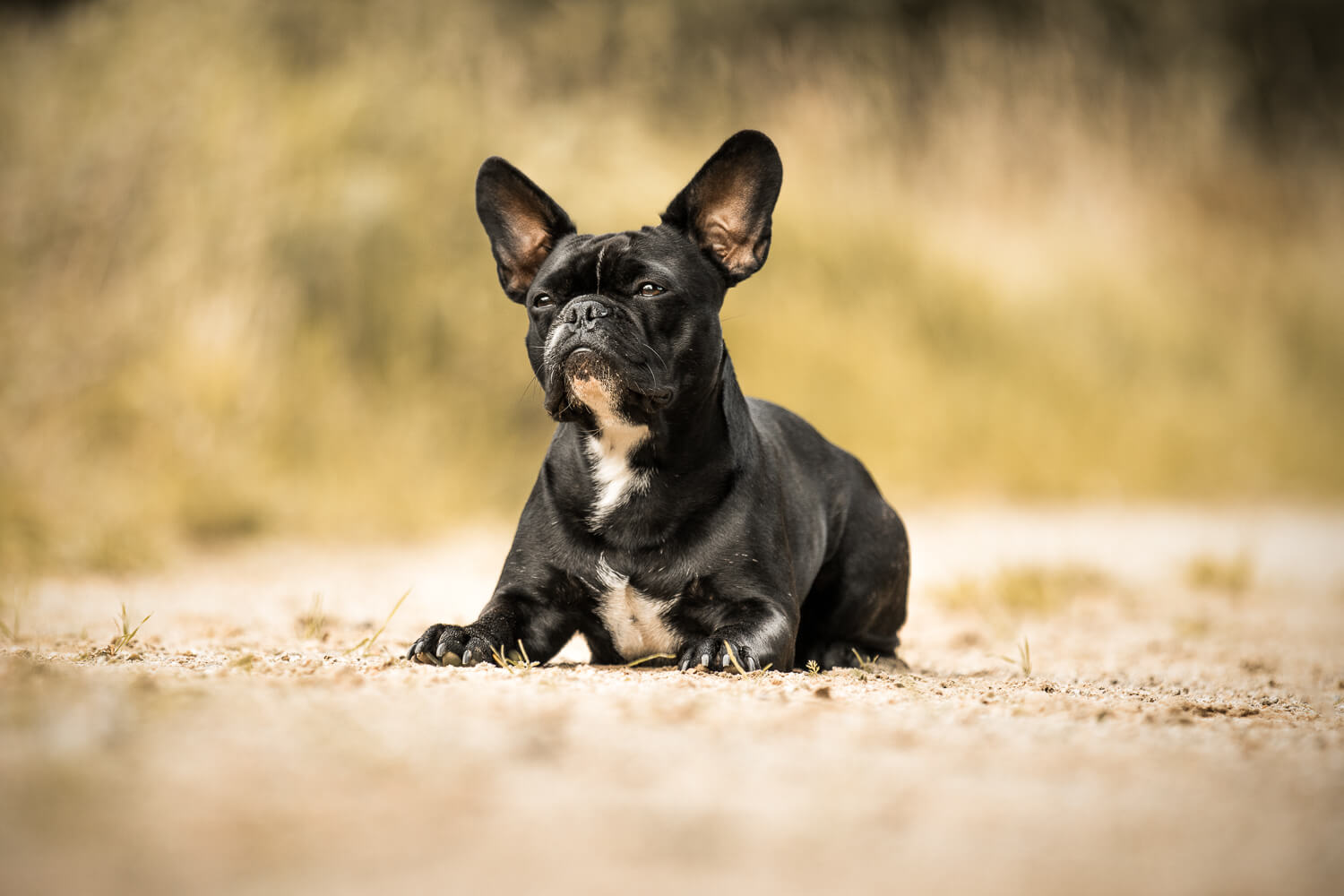 Hundefotograf Schleswig-Holstein