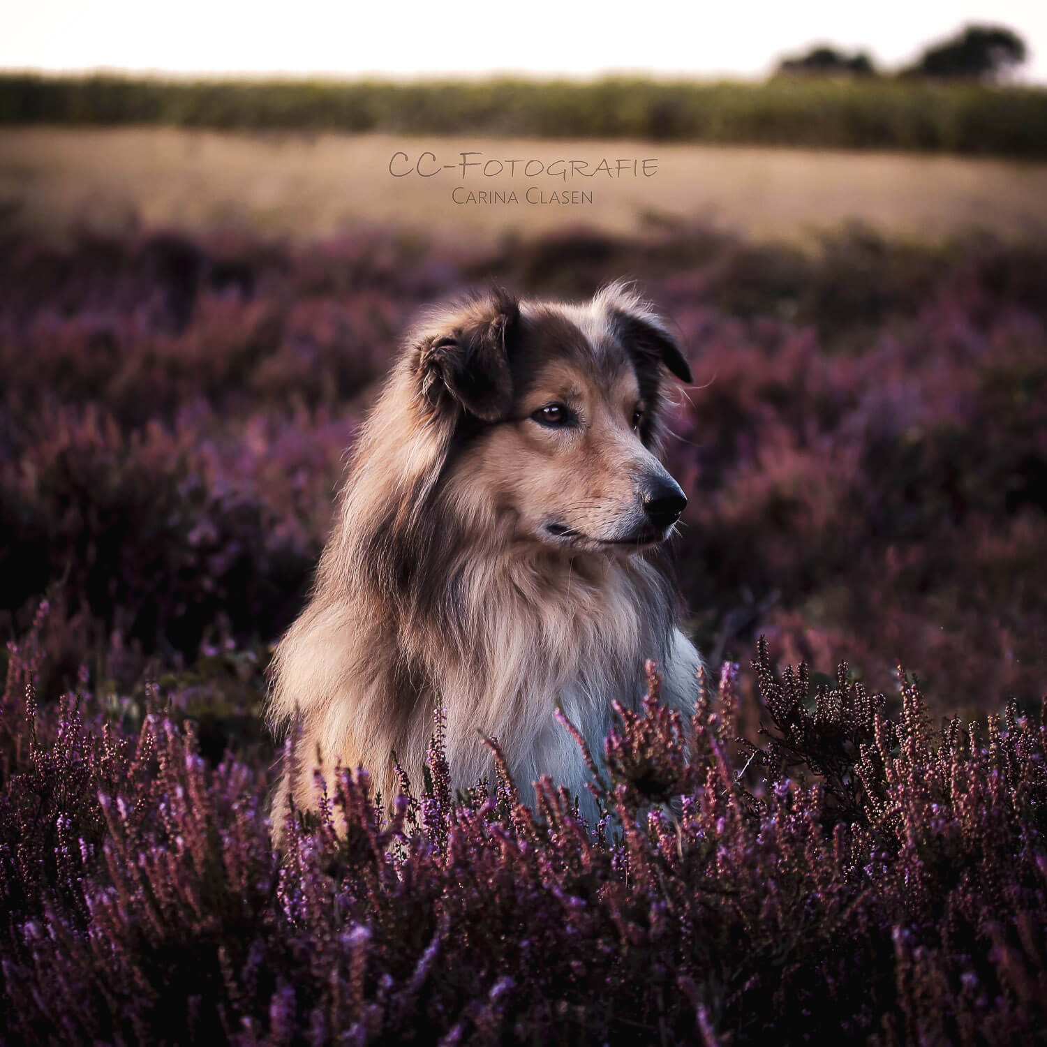 Hundefotograf Schleswig-Holstein