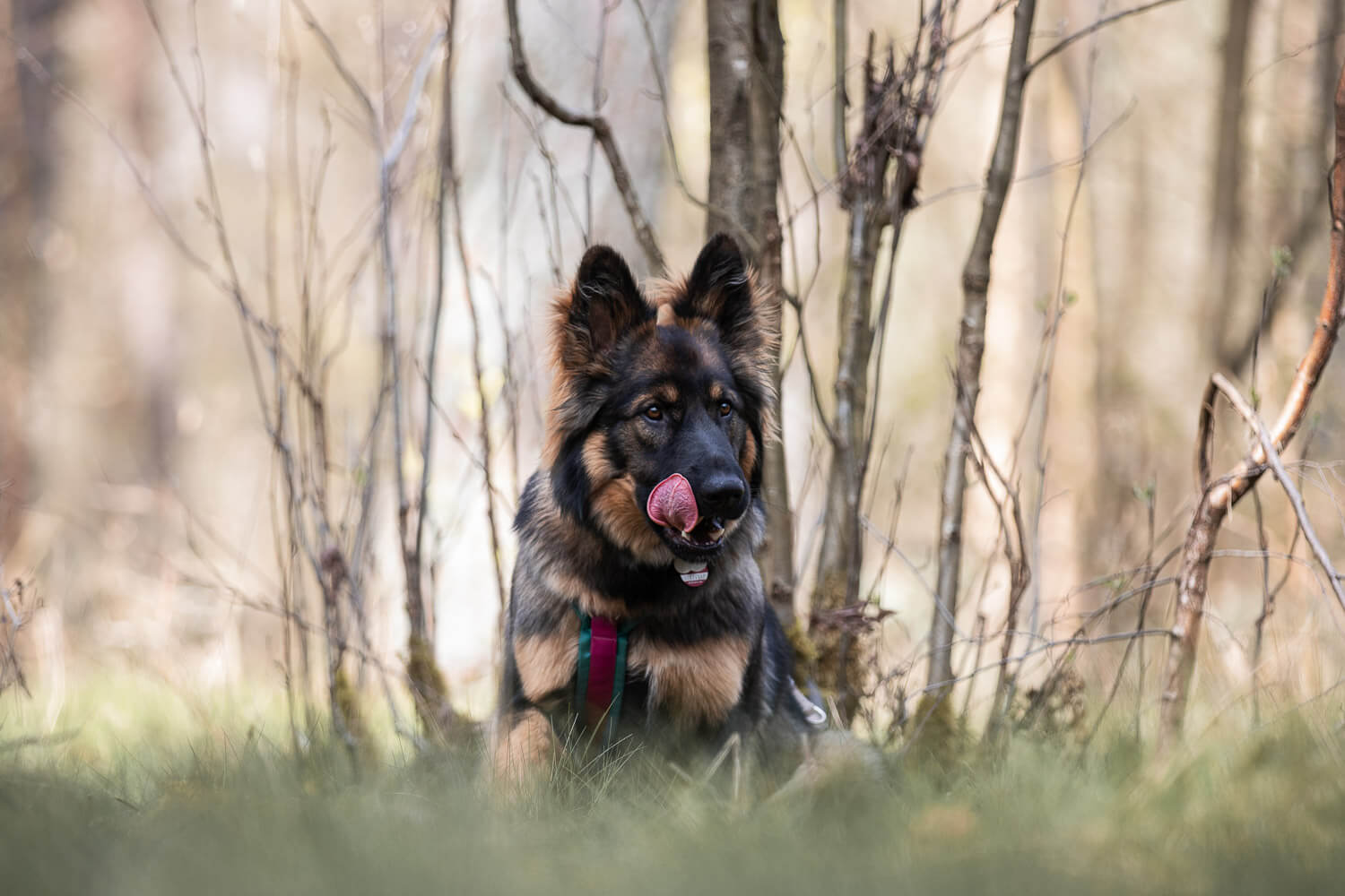 Tierfotografie