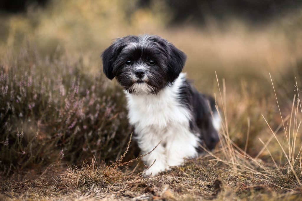Hundefotoshooting Schleswig-Holstein