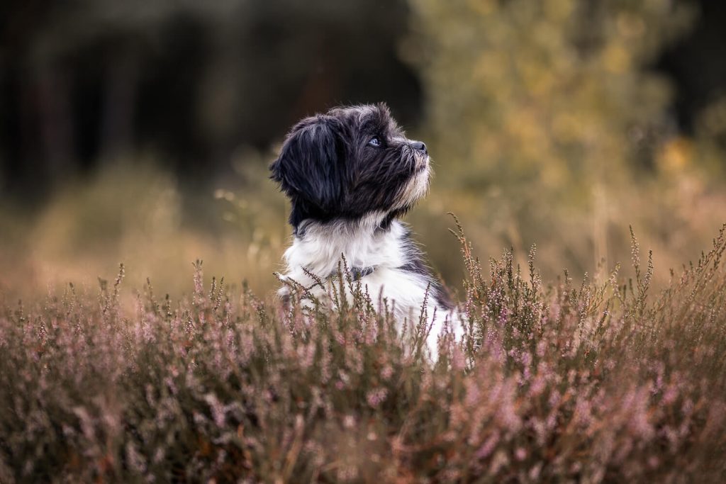 Hundefotoshooting Schleswig-Holstein
