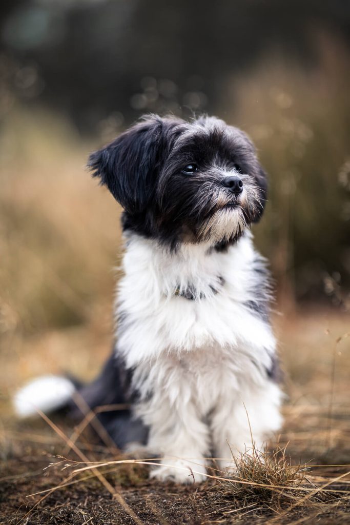 Hundefotoshooting Schleswig-Holstein