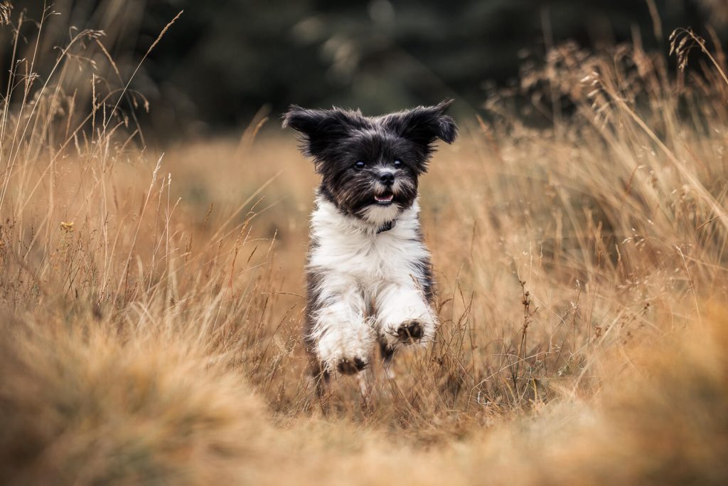Hundefotoshooting Schleswig-Holstein