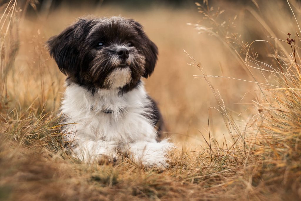 Hundefotoshooting Schleswig-Holstein
