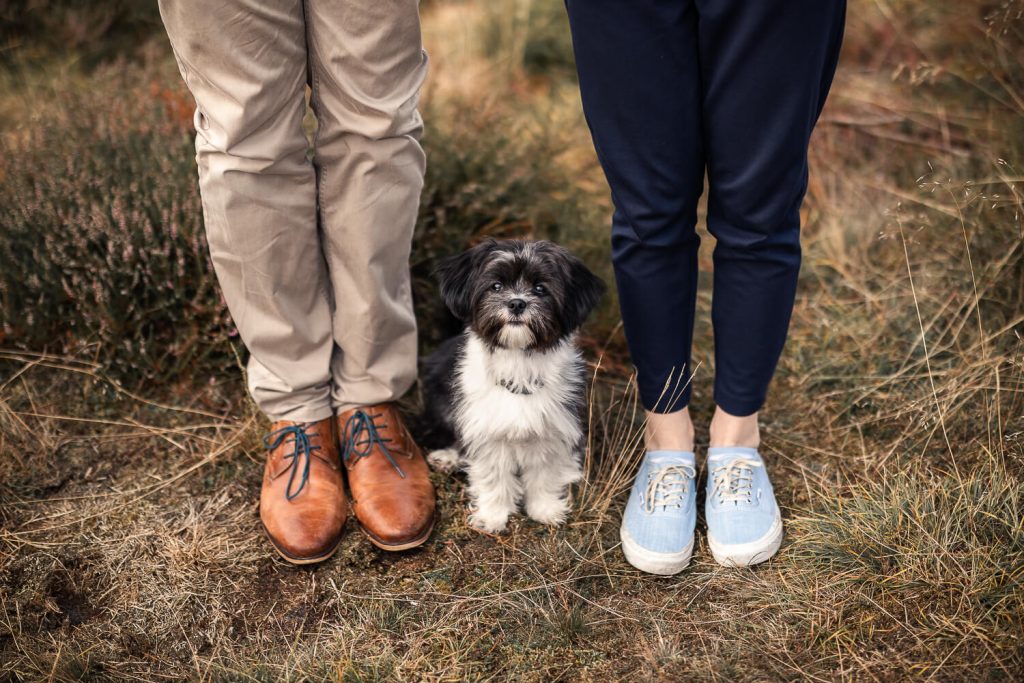 Hundefotoshooting Schleswig-Holstein
