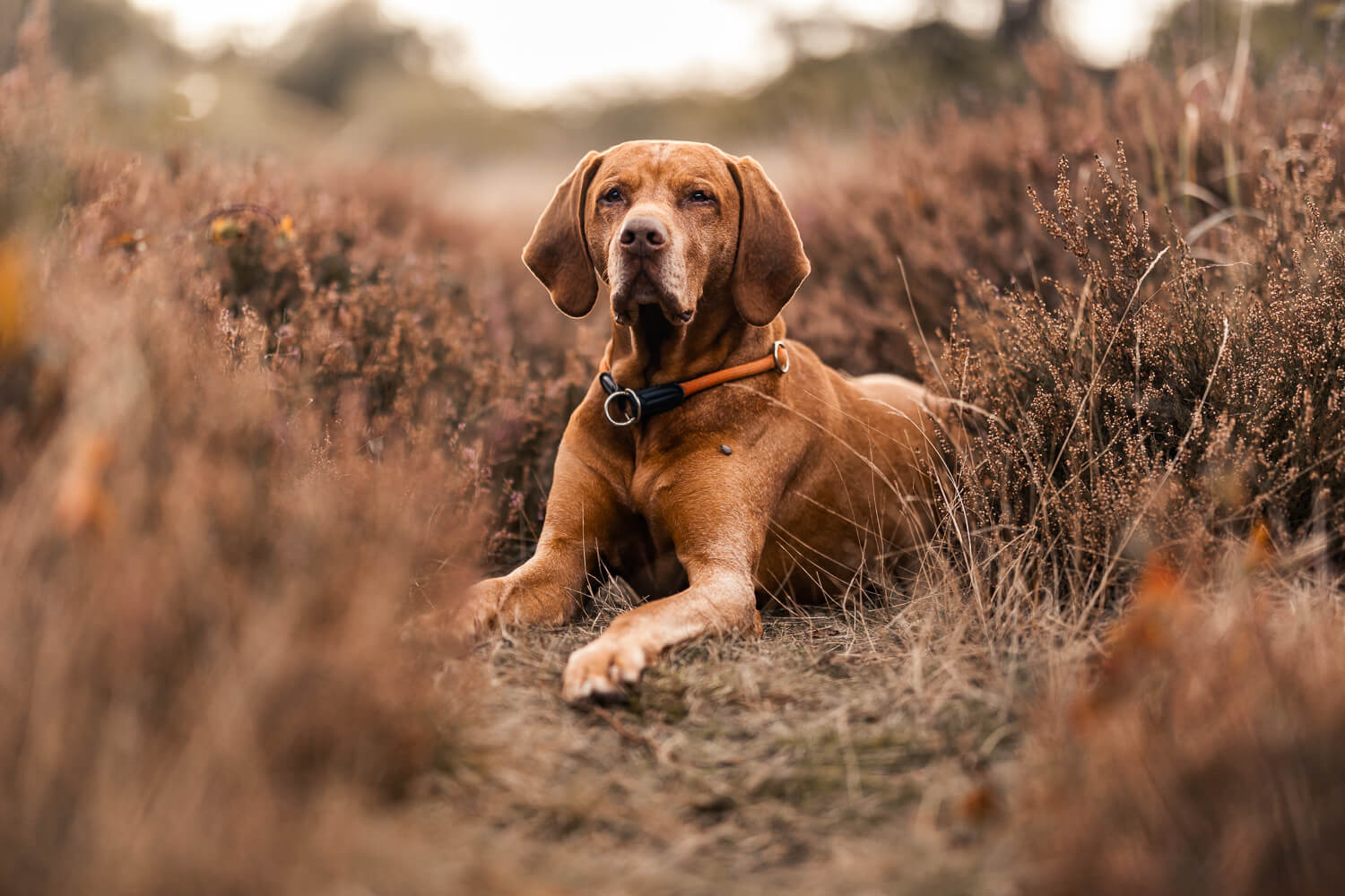 Hundefotograf Schleswig-Holstein