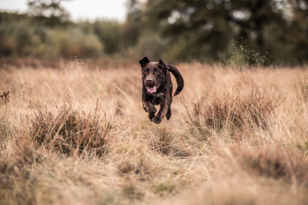 Hundefotograf Hamburg
