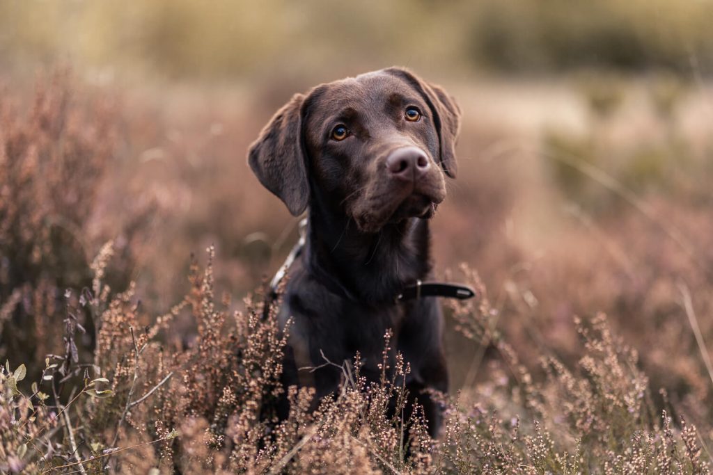 Hundefotograf Hamburg