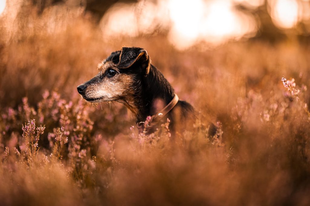 Fotoshooting mit Hund Hamburg