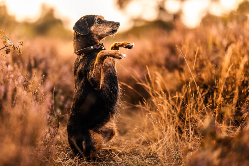 Fotoshooting mit Hund Hamburg