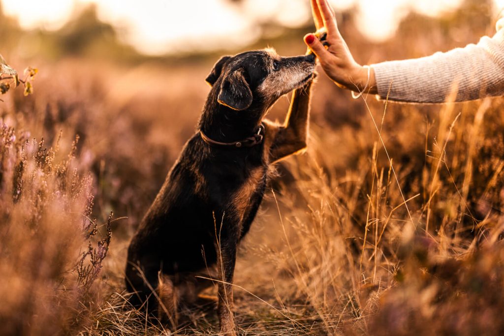 Fotoshooting mit Hund Hamburg