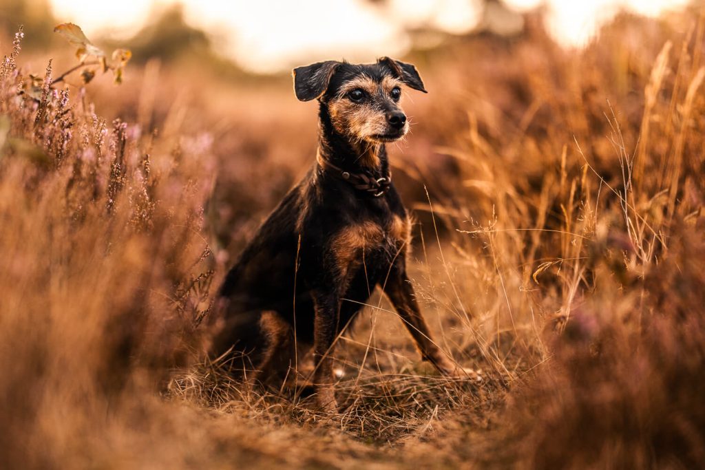Fotoshooting mit Hund Hamburg